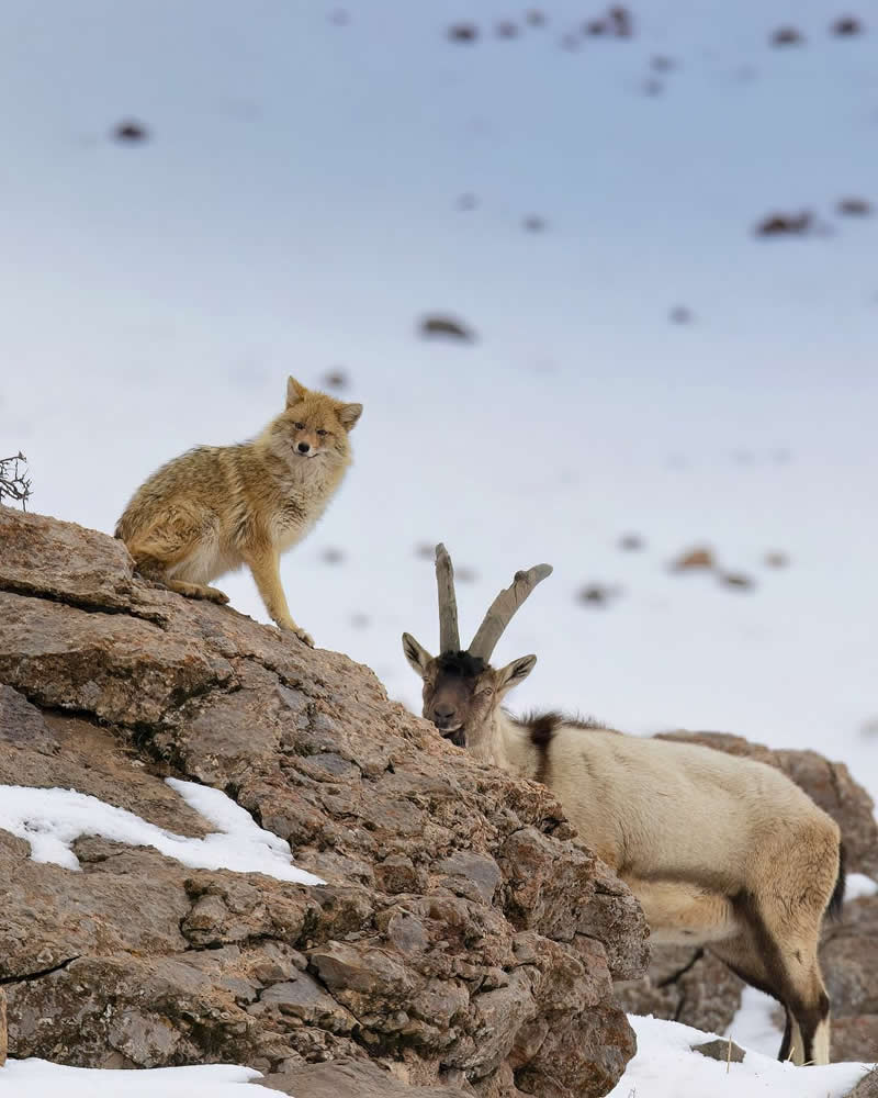 Iranian Wildlife Photography by Mohammad Ali Runiassy