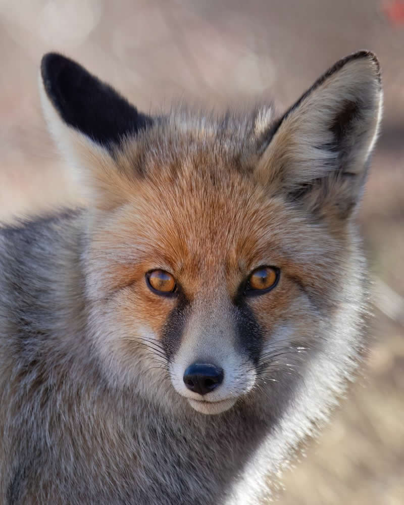 Iranian Wildlife Photography by Mohammad Ali Runiassy