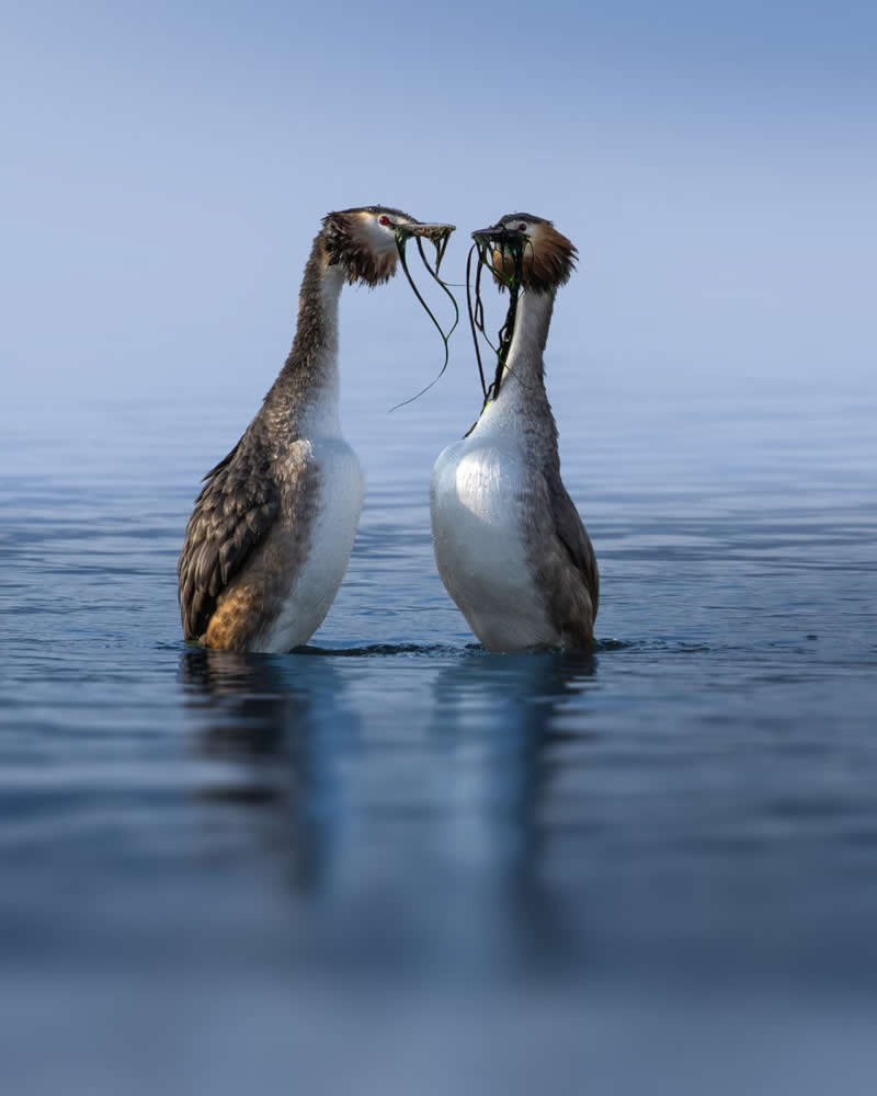 Iranian Wildlife Photography by Mohammad Ali Runiassy