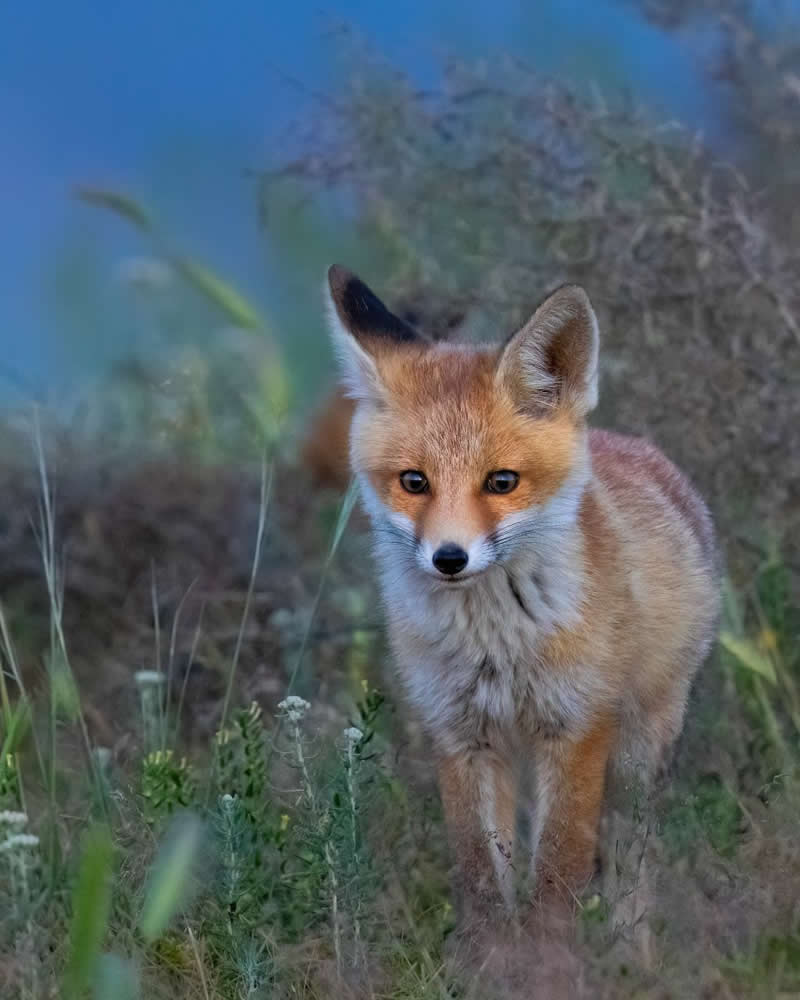 Iranian Wildlife Photography by Mohammad Ali Runiassy