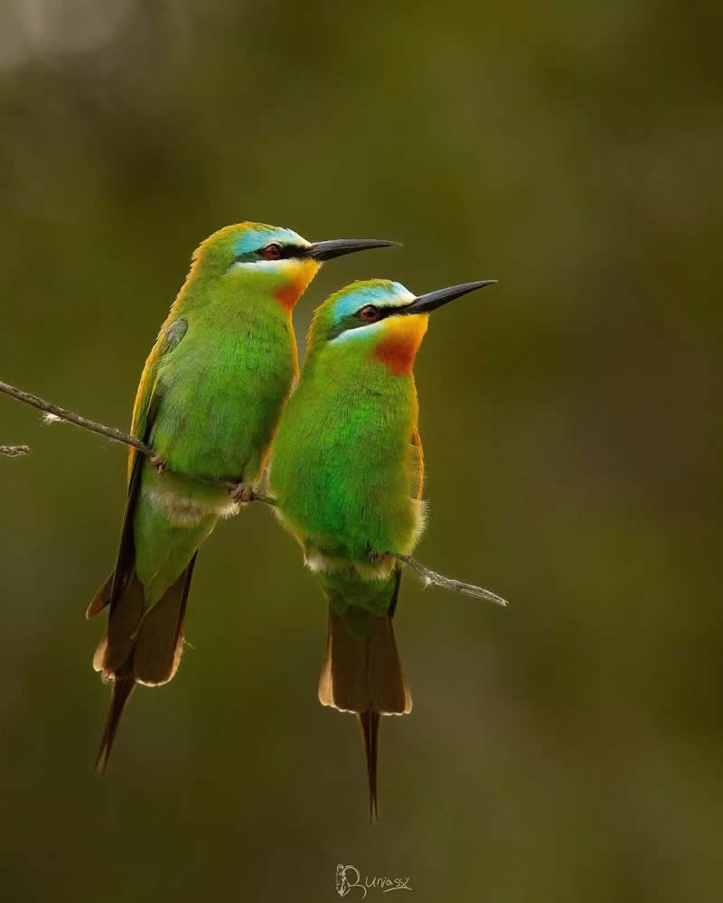 Iranian Wildlife Photography by Mohammad Ali Runiassy