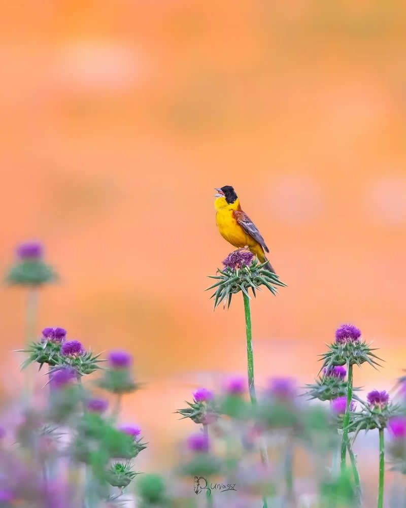 Iranian Wildlife Photography by Mohammad Ali Runiassy