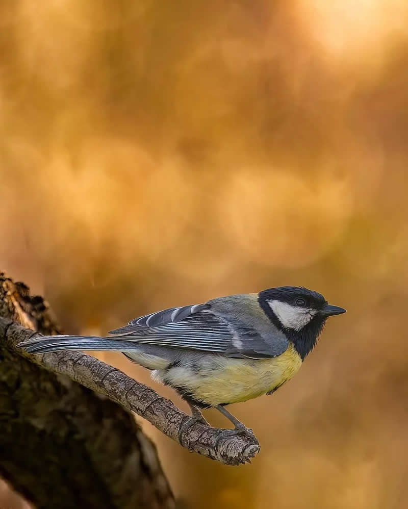 Iranian Wildlife Photography by Mohammad Ali Runiassy