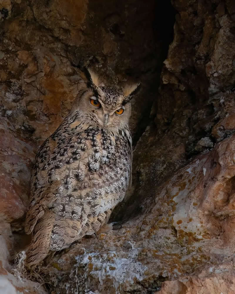 Iranian Wildlife Photography by Mohammad Ali Runiassy