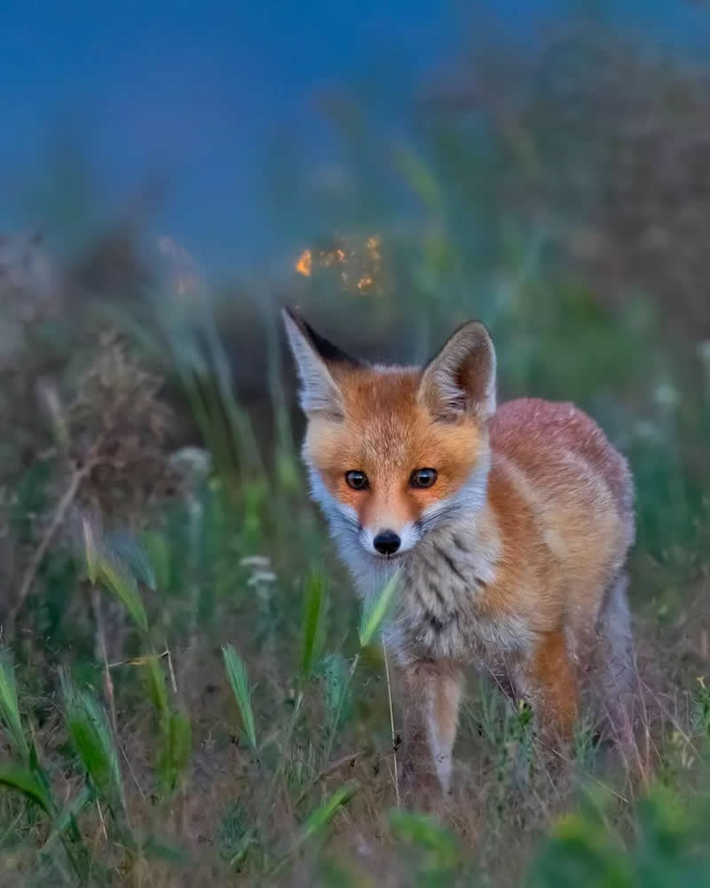 Iranian Wildlife Photography by Mohammad Ali Runiassy