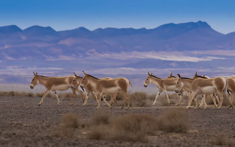 Iranian Wildlife Photography by Mohammad Ali Runiassy