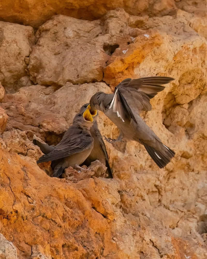 Iranian Wildlife Photography by Mohammad Ali Runiassy