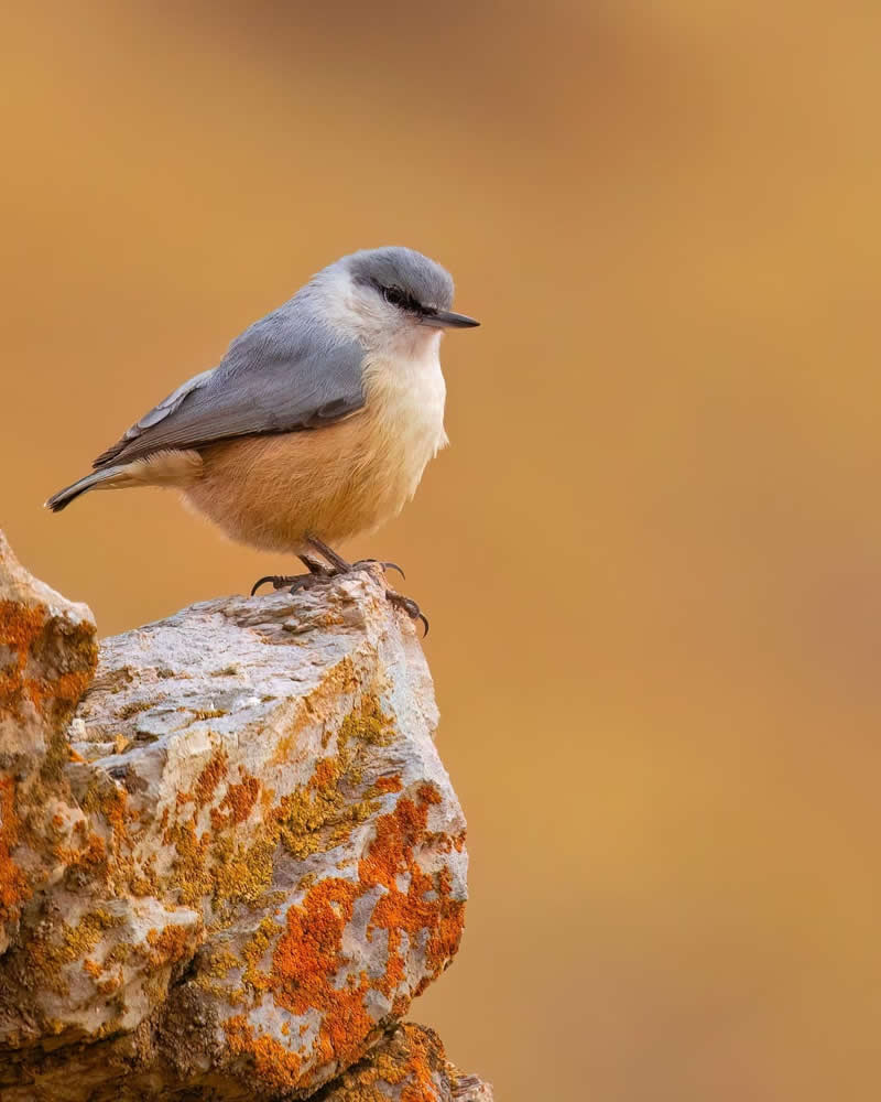 Iranian Wildlife Photography by Mohammad Ali Runiassy