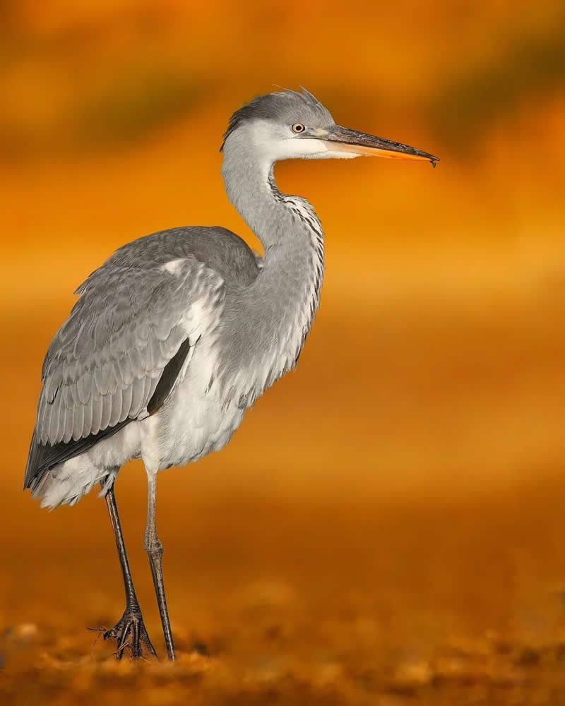 Iranian Wildlife Photography by Mohammad Ali Runiassy