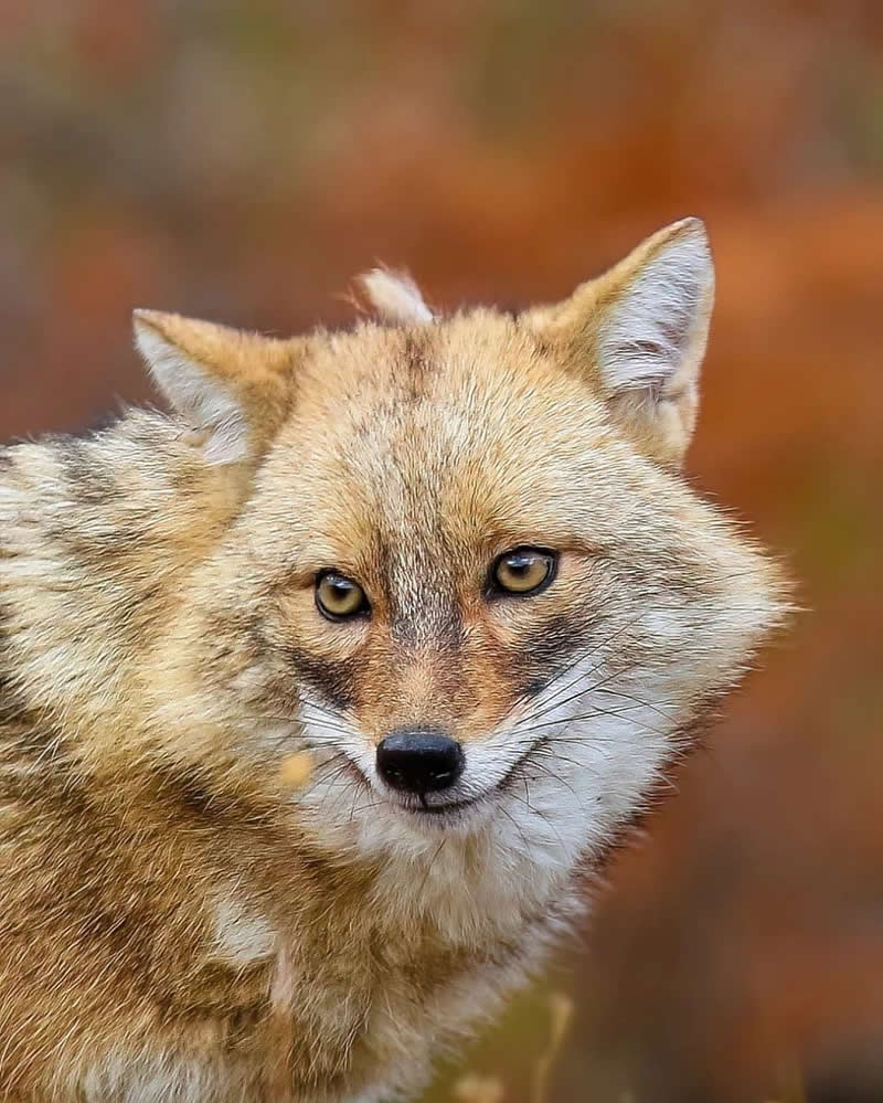 Iranian Wildlife Photography by Mohammad Ali Runiassy