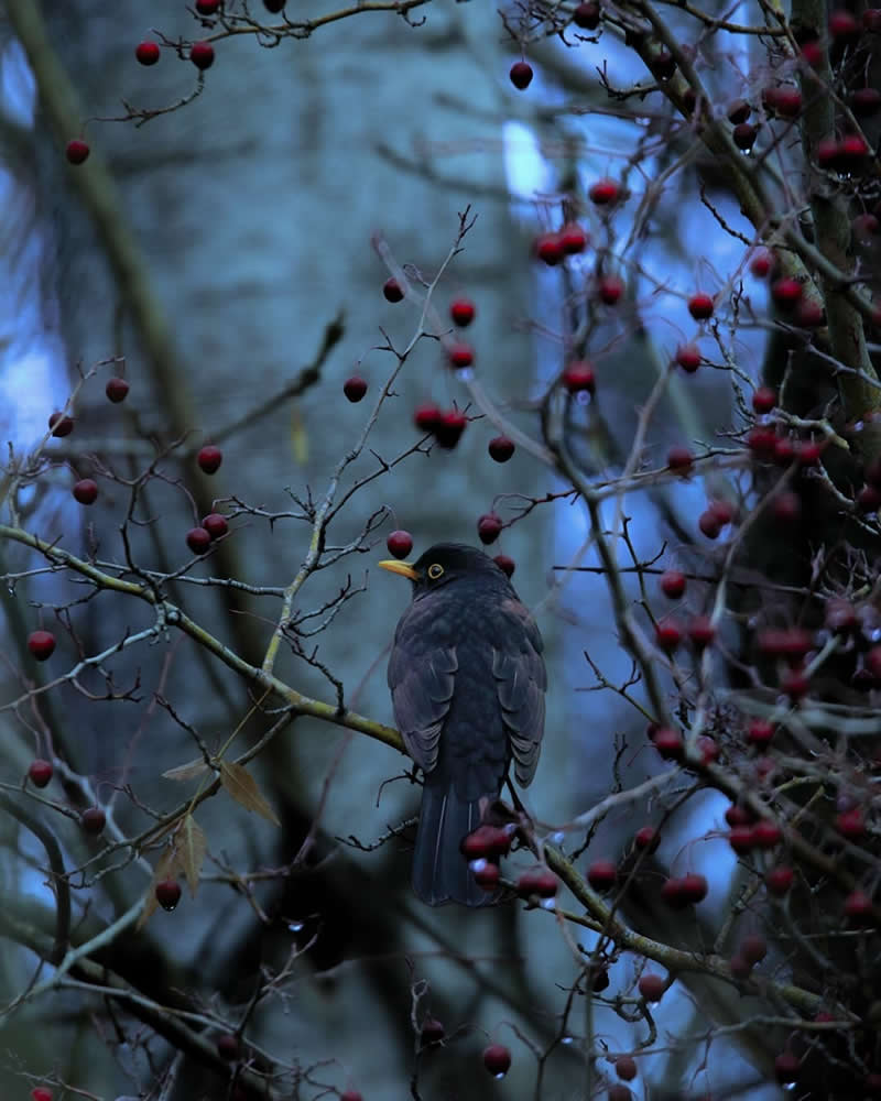 Iranian Wildlife Photography by Mohammad Ali Runiassy