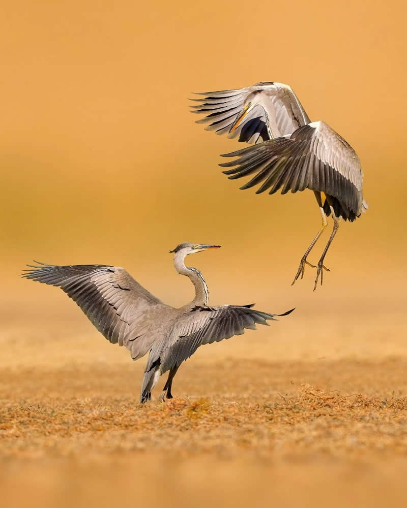 Iranian Wildlife Photography by Mohammad Ali Runiassy