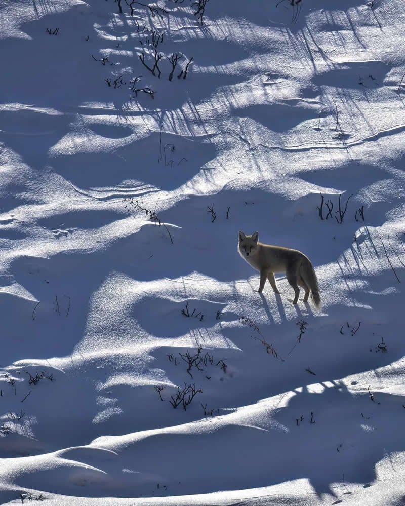 Iranian Wildlife Photography by Mohammad Ali Runiassy
