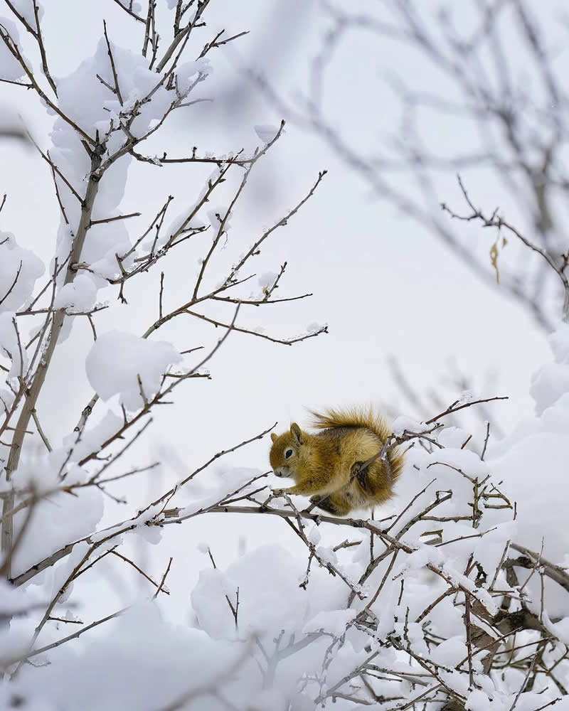 Iranian Wildlife Photography by Mohammad Ali Runiassy