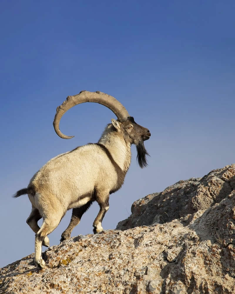 Iranian Wildlife Photography by Mohammad Ali Runiassy