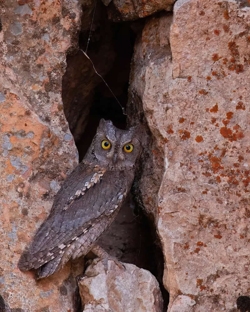 Iranian Wildlife Photography by Mohammad Ali Runiassy