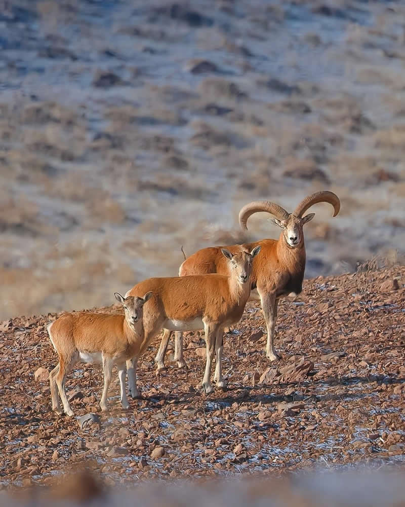 Iranian Wildlife Photography by Mohammad Ali Runiassy