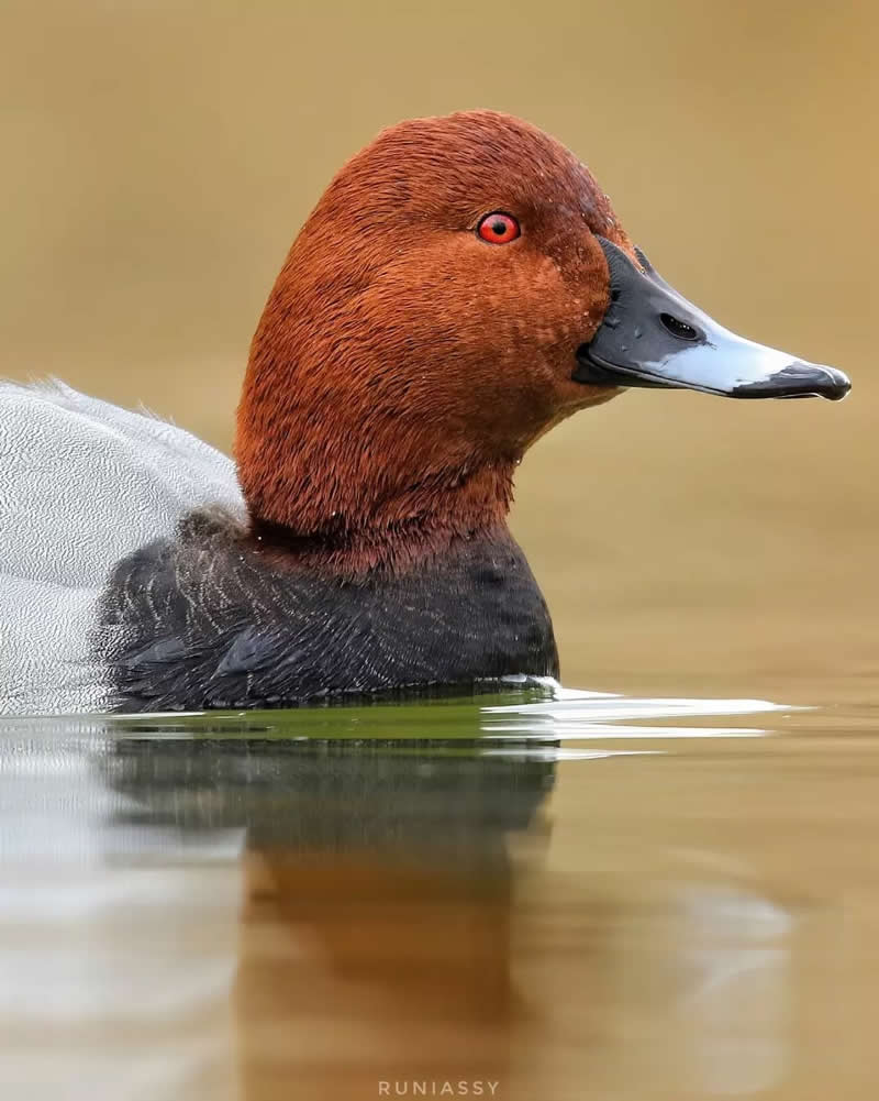 Iranian Wildlife Photography by Mohammad Ali Runiassy