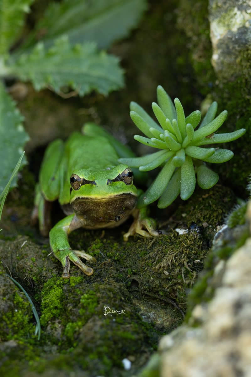 Iranian Wildlife Photography by Mohammad Ali Runiassy