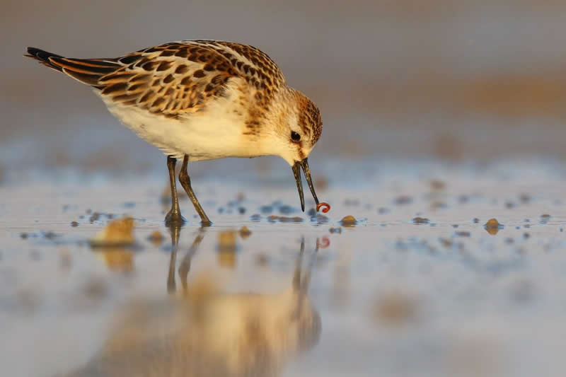 Iranian Wildlife Photography by Mohammad Ali Runiassy