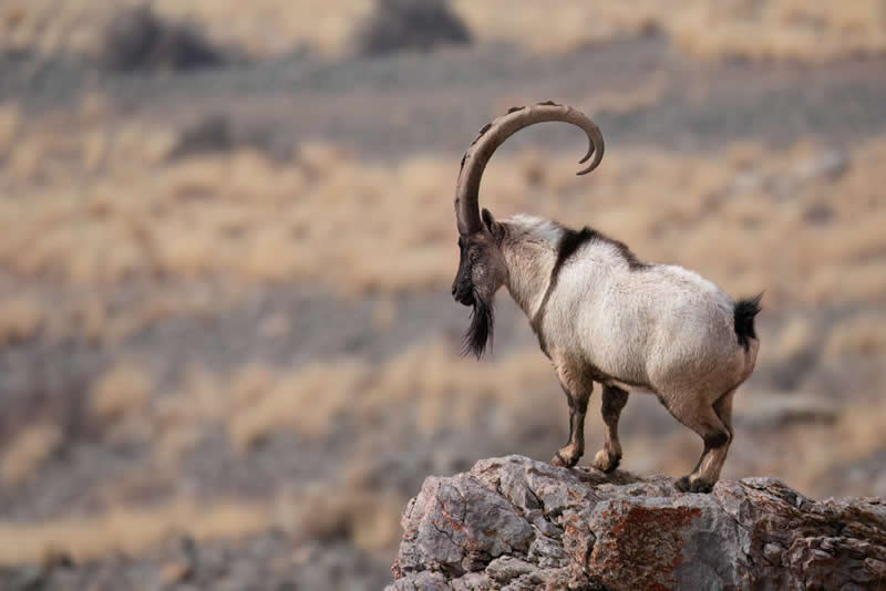 Iranian Wildlife Photography by Mohammad Ali Runiassy