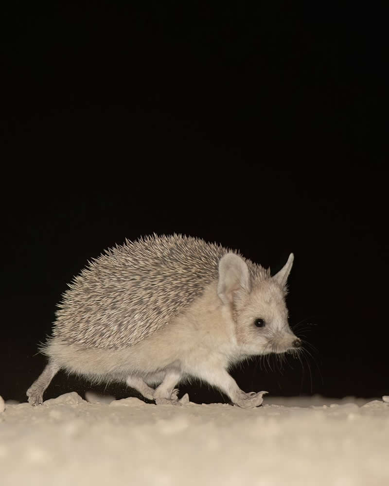 Iranian Wildlife Photography by Mohammad Ali Runiassy