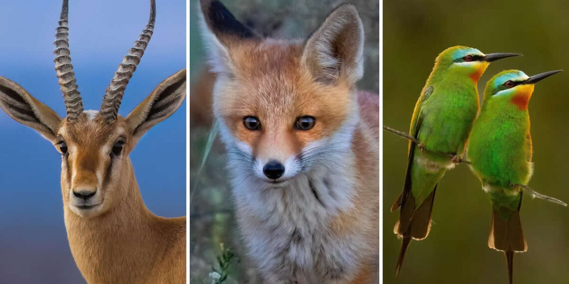 Iranian Wildlife Photography by Mohammad Ali Runiassy