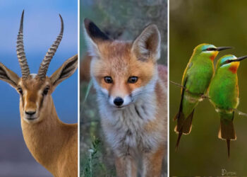 Iranian Wildlife Photography by Mohammad Ali Runiassy