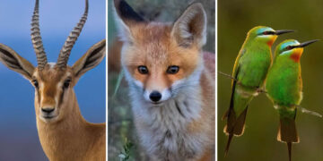 Iranian Wildlife Photography by Mohammad Ali Runiassy