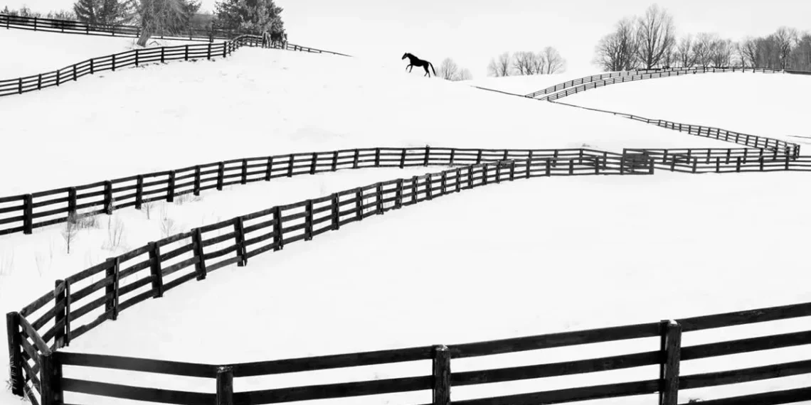A lone horse running across a snow-covered farm with winding black fences