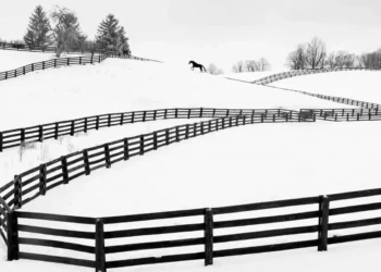 A lone horse running across a snow-covered farm with winding black fences
