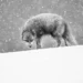 Arctic fox walking through heavy snowfall on a snowy ridge, black and white image