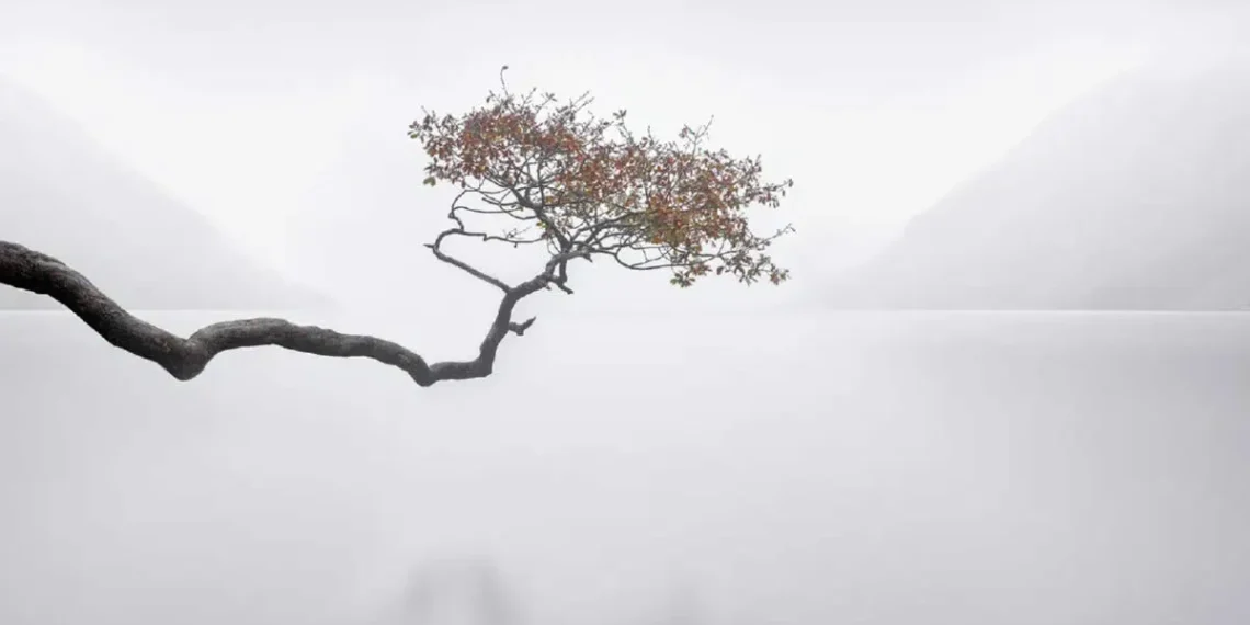 Lone windswept tree over misty lake, minimalist photography awards long exposure winner