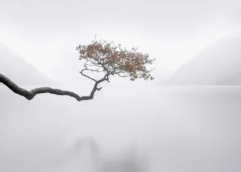 Lone windswept tree over misty lake, minimalist photography awards long exposure winner