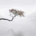 Lone windswept tree over misty lake, minimalist photography awards long exposure winner