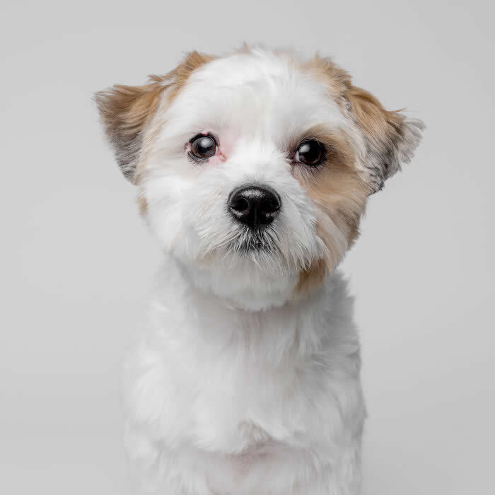 Adorable Dog Photos by Greg Murray