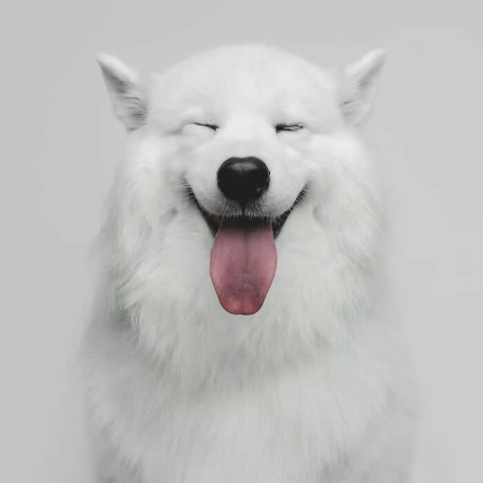 Adorable Dog Photos by Greg Murray