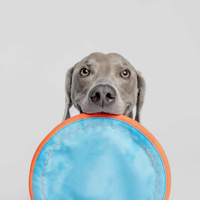 Adorable Dog Photos by Greg Murray