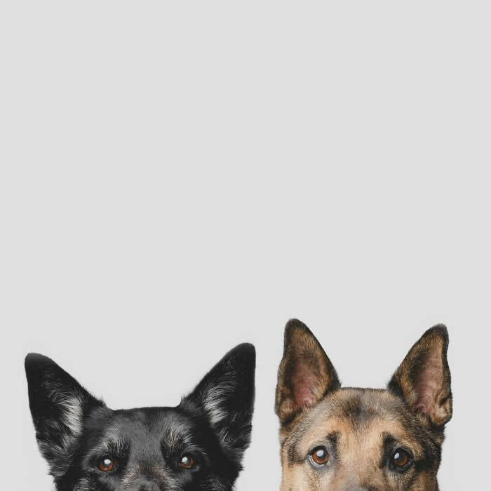 Adorable Dog Photos by Greg Murray