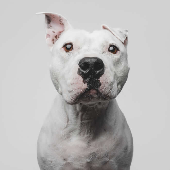 Adorable Dog Photos by Greg Murray