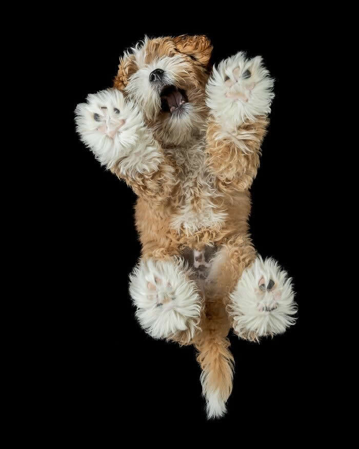 Adorable Dog Photos by Greg Murray