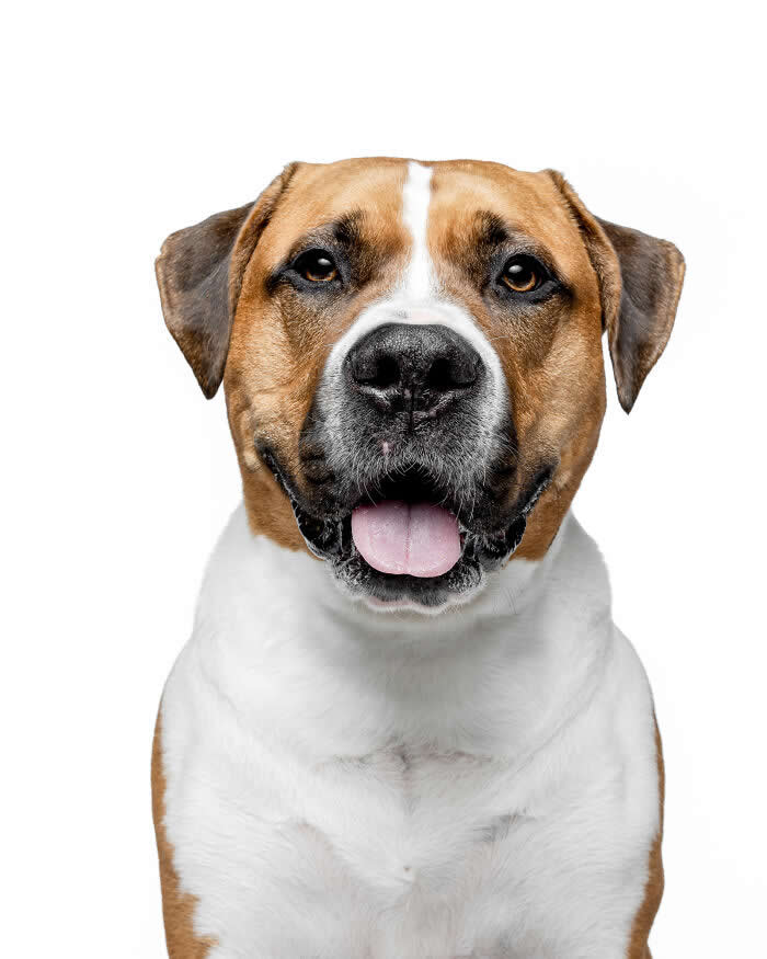 Adorable Dog Photos by Greg Murray