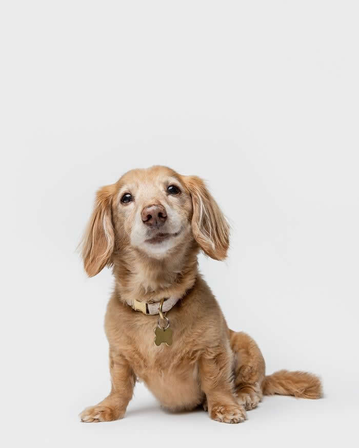 Adorable Dog Photos by Greg Murray