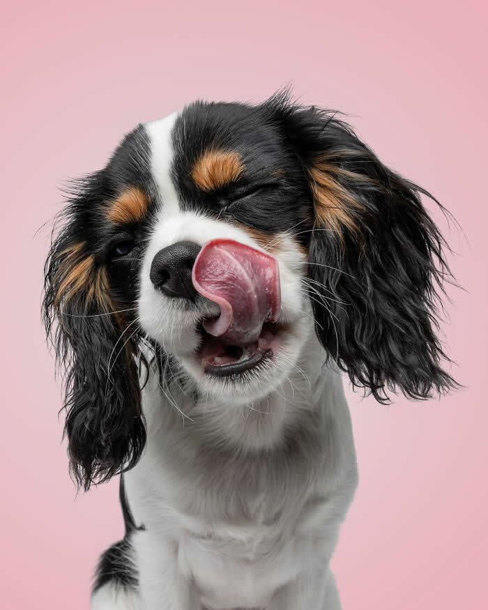 Adorable Dog Photos by Greg Murray