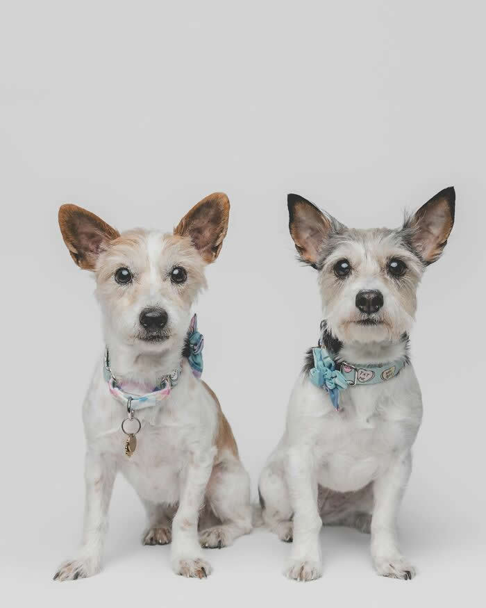 Adorable Dog Photos by Greg Murray