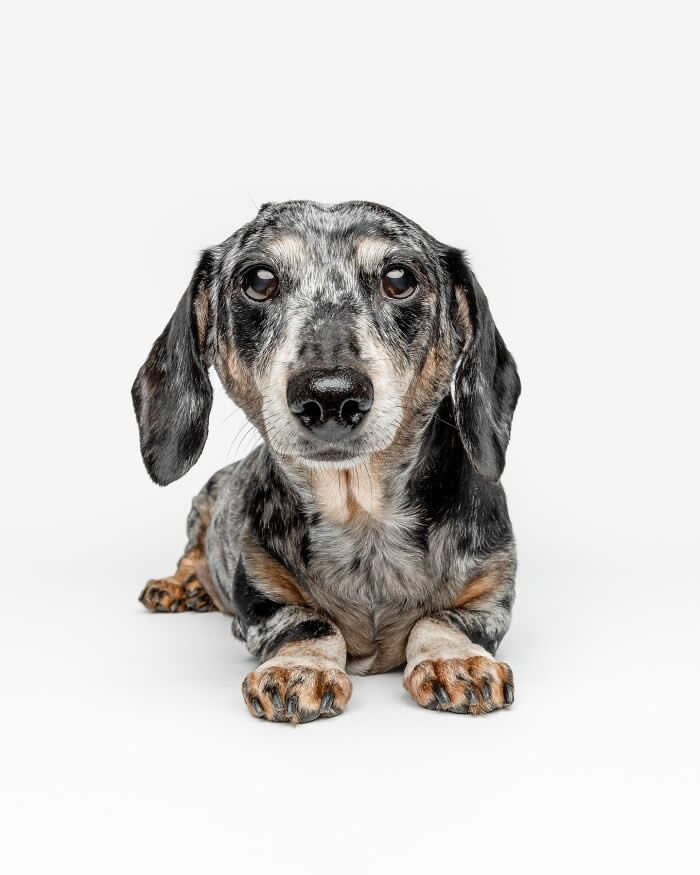 Adorable Dog Photos by Greg Murray