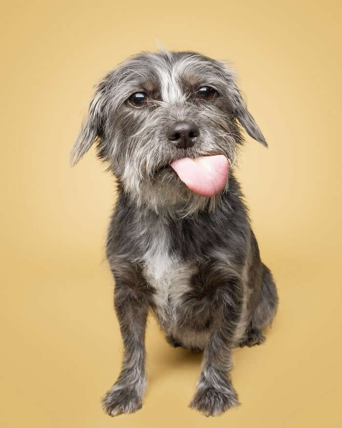 Adorable Dog Photos by Greg Murray