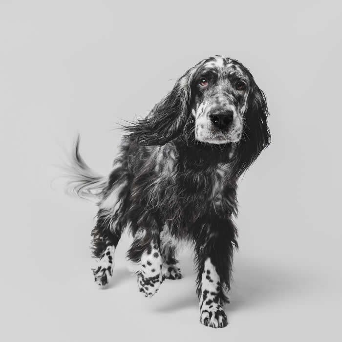Adorable Dog Photos by Greg Murray