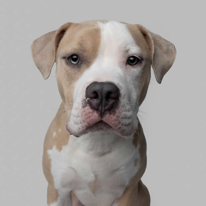 Adorable Dog Photos by Greg Murray