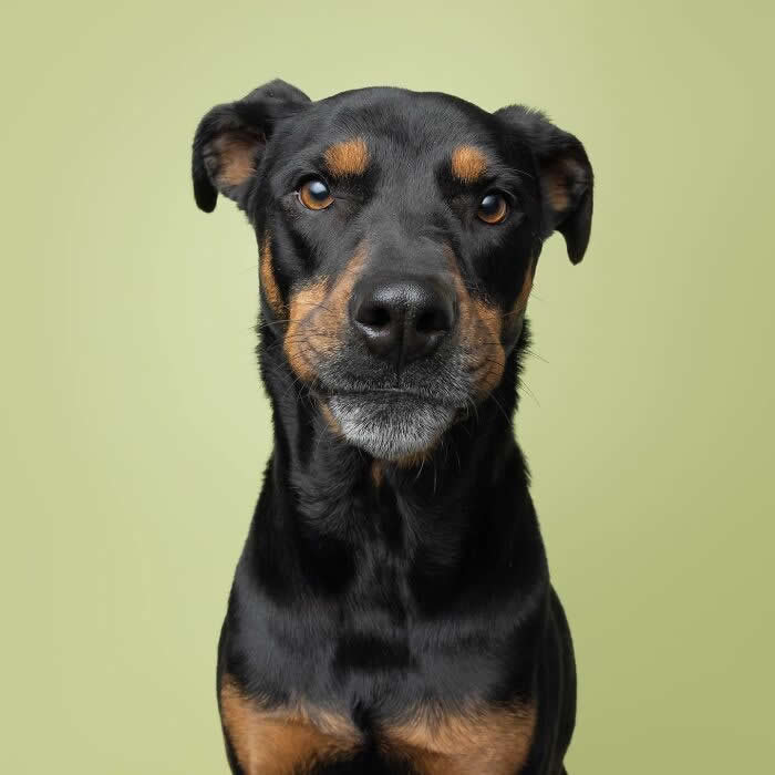 Adorable Dog Photos by Greg Murray